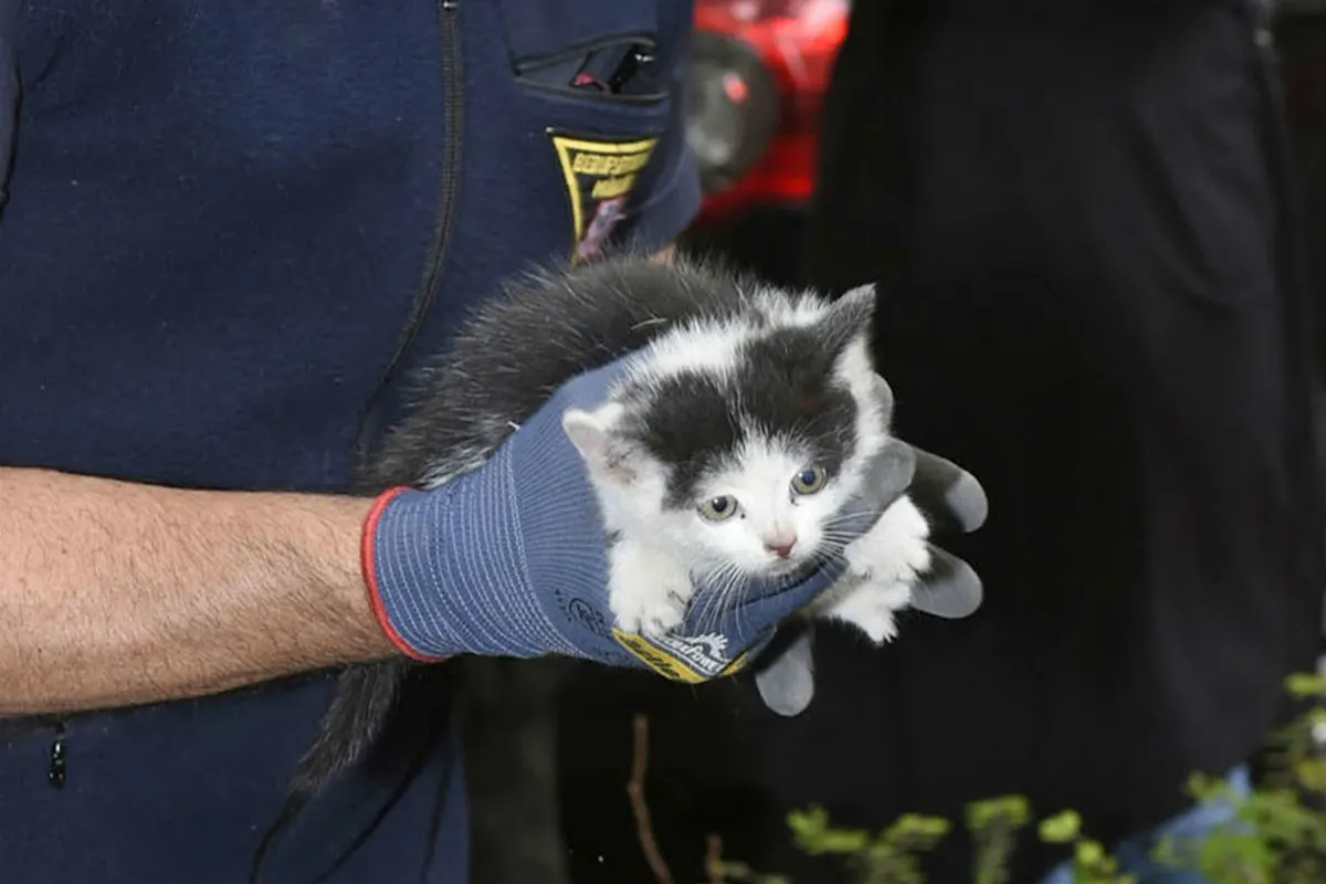 Junge Katze aus Motorraum befreit 