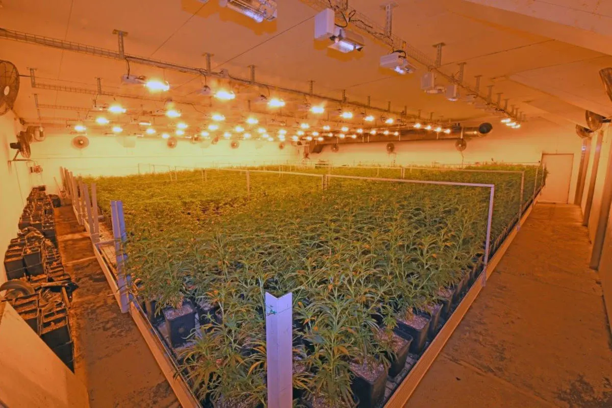 Hanfplantage in Herisau AR – Abklärungen ergaben Drogenhanf