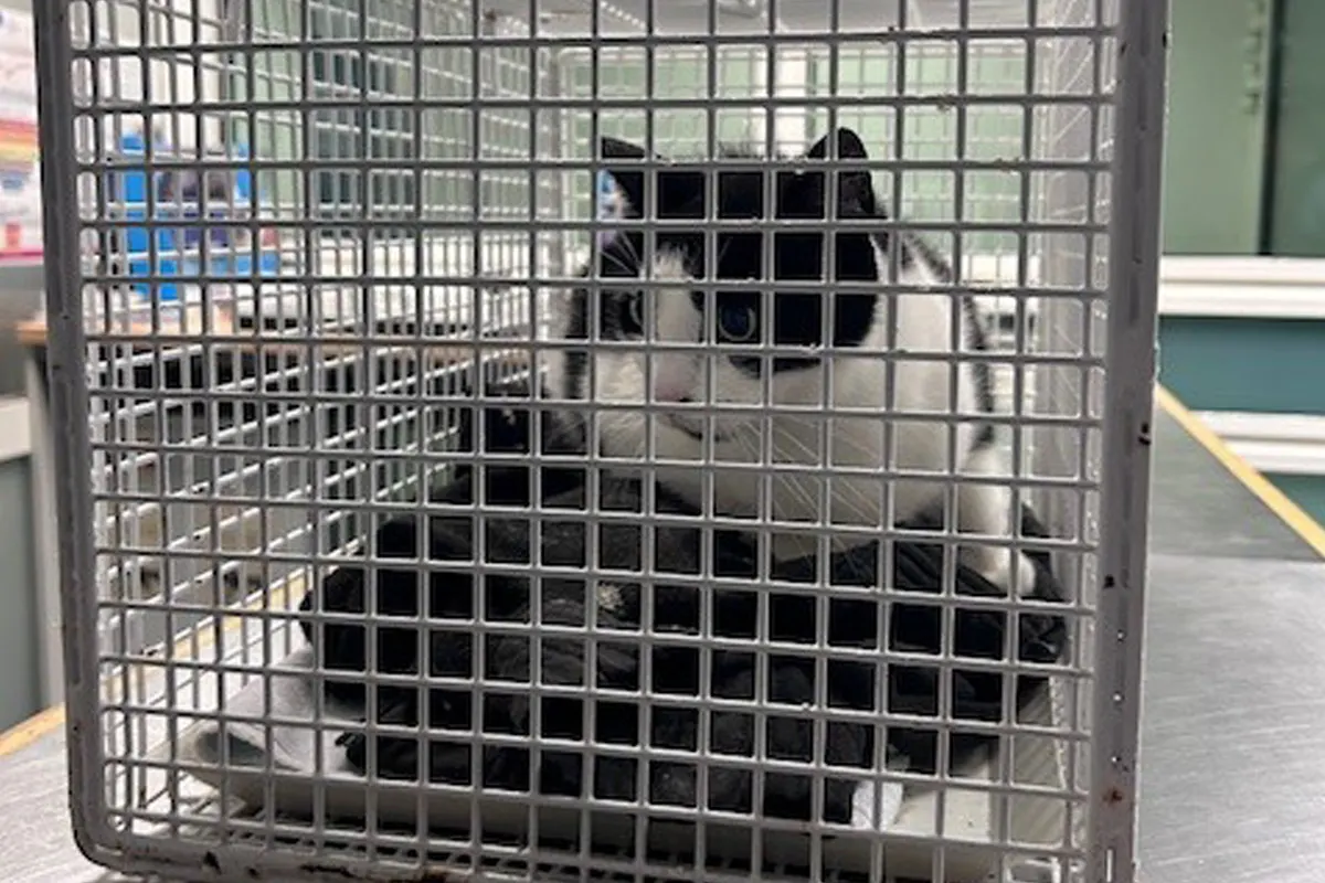 Hamburg HH – Katze nach Fahrt mit Regionalzug wieder bei Besitzerin