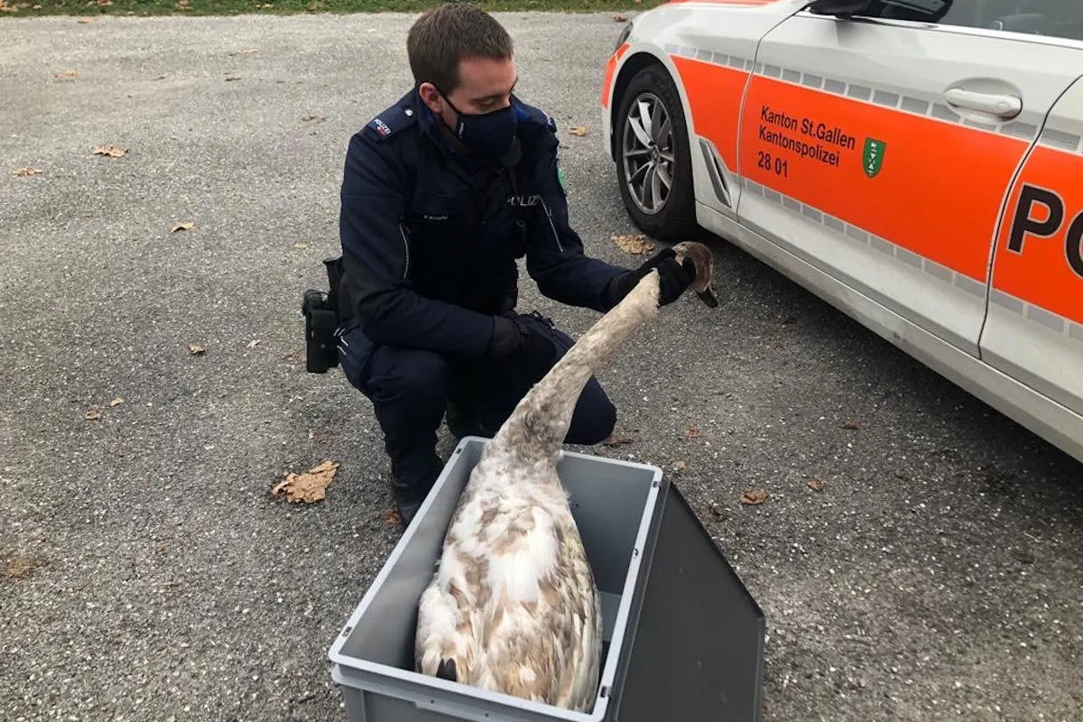 Tierrettung in Steinach SG – Verletzter Jungschwan gerettet