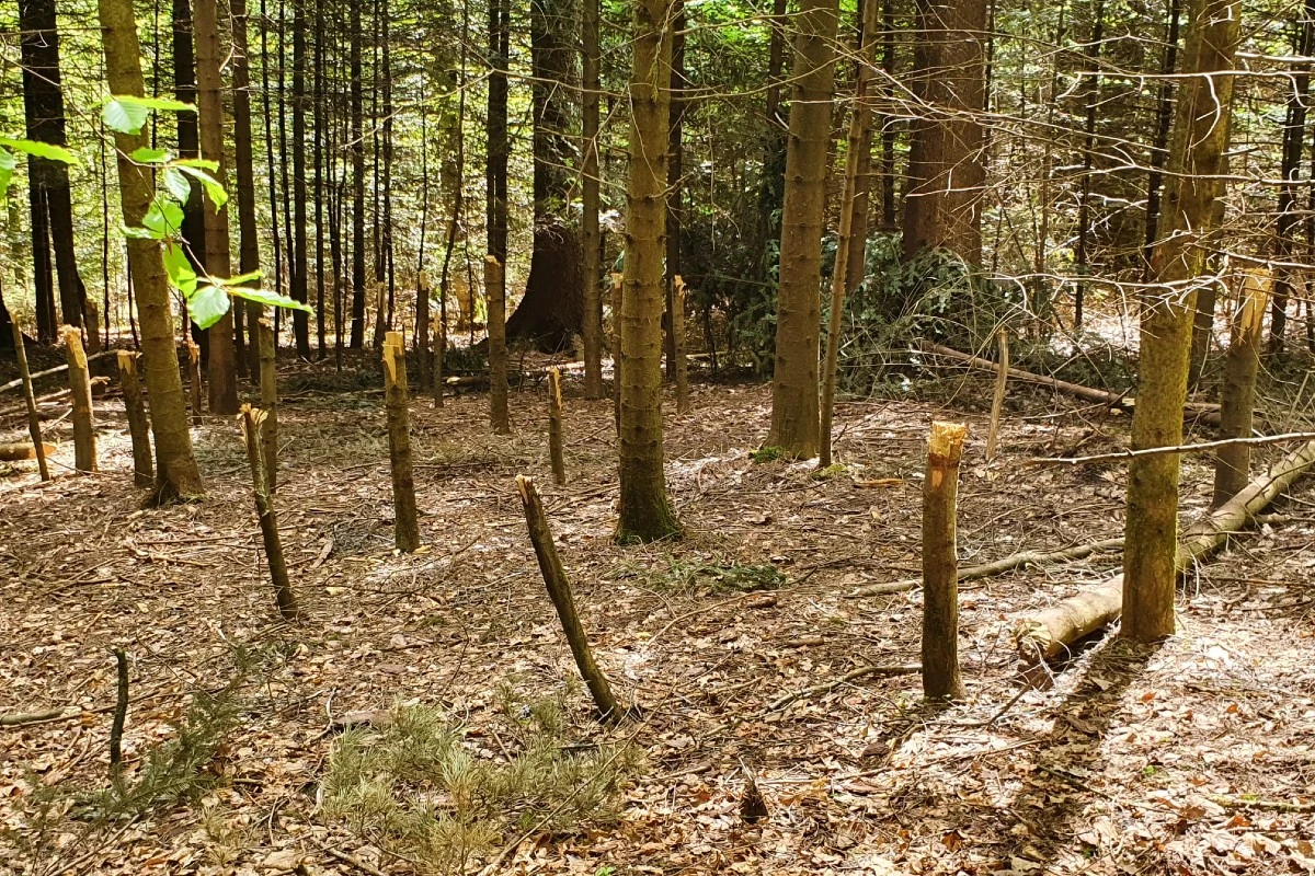 Winterthur ZH - Bäume im Wolfensbergwald abgehackt!