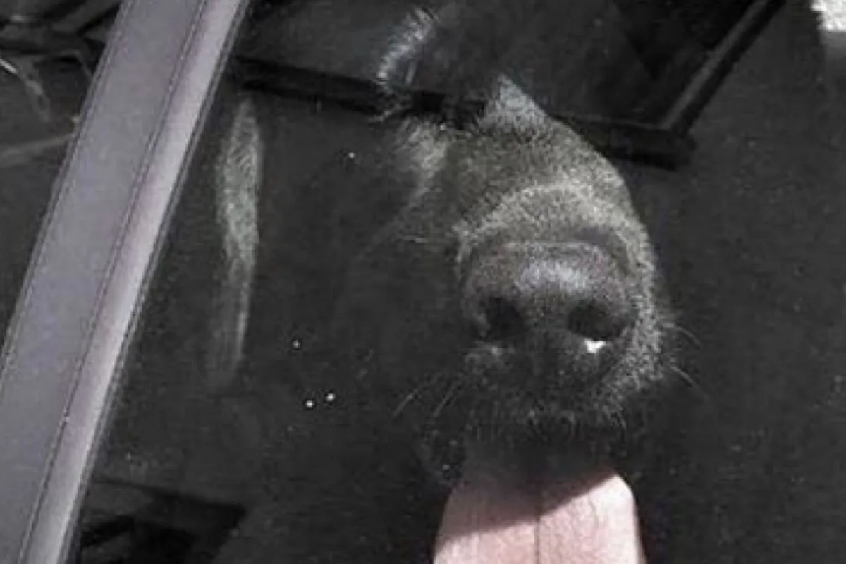 Hunde stundenlang im Auto gelassen - ein Hund stirbt, ein zweiter muss in Tierklinik