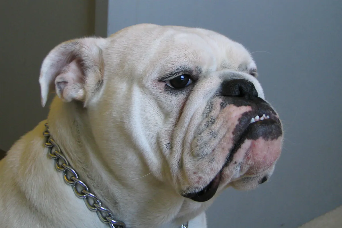 Bulldogge stirbt qualvoll bei Hitze im Auto