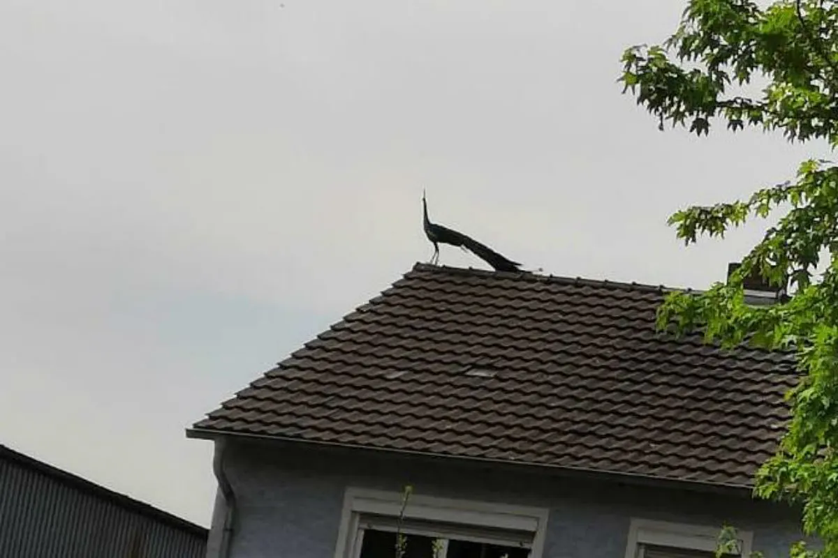 Pfau hält Feuerwehr und Polizei auf Trab