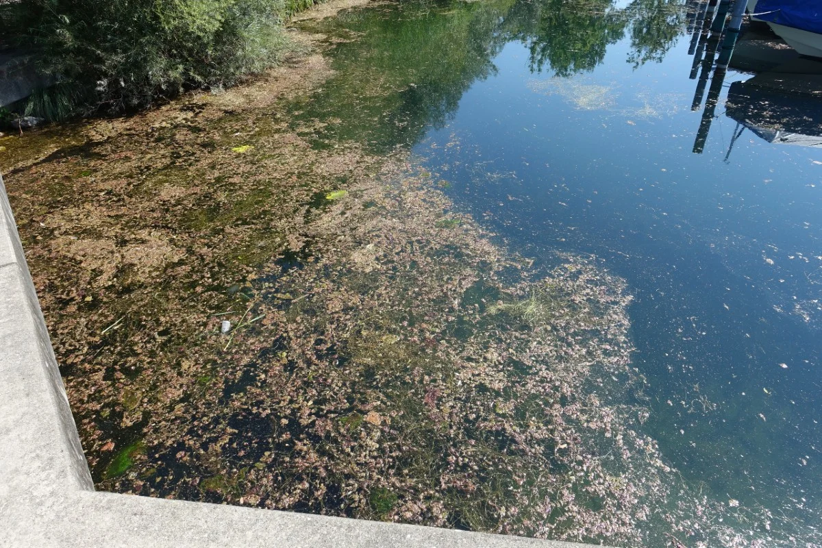 Warnung vom Kanton St. Gallen - Blaualgen im Zürich-Obersee