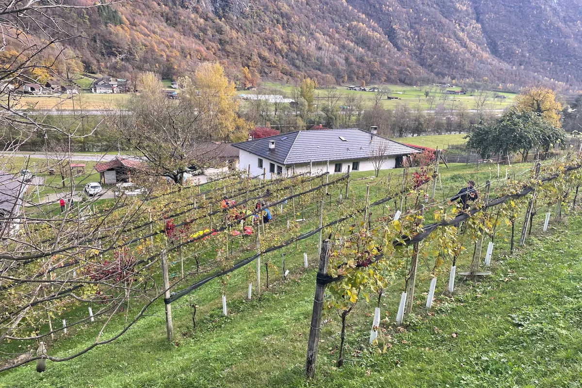 Leggia GR - Flugschüler mit Gleitschirm in einen Weinberg abgestürzt