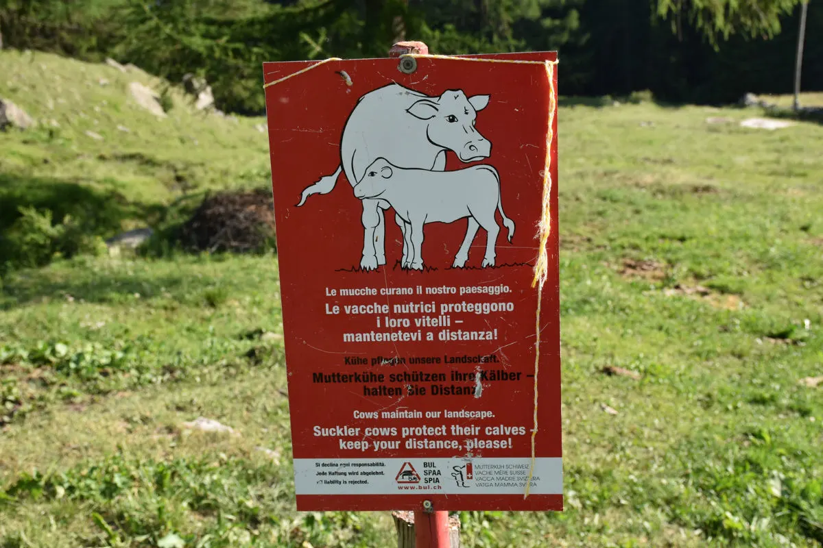 Poschiavo GR - Wanderer von Kuh verletzt