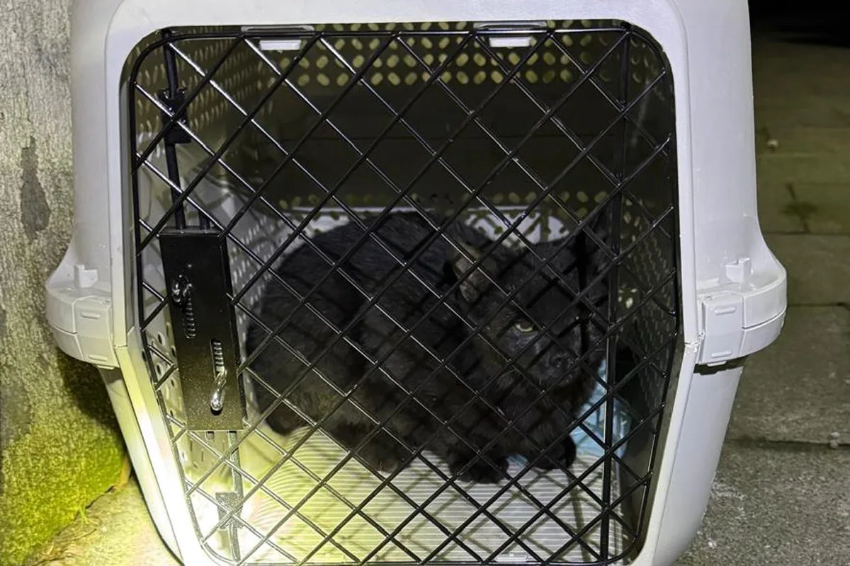 Dinslaken – Feuerwehr rettet drei Katzen aus Schacht
