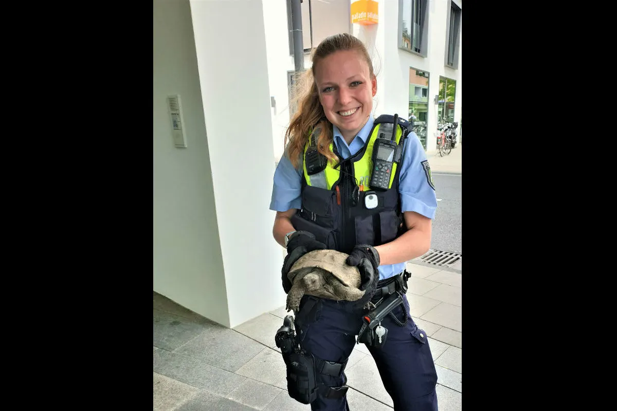 Langsamer Senior mit Panzer blockiert Kreuzung 