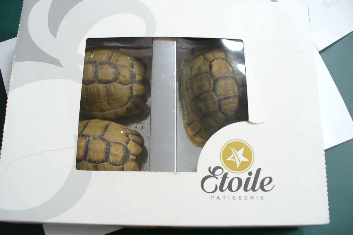 Drei geschützte Schildkröten im Reisegepäck entdeckt