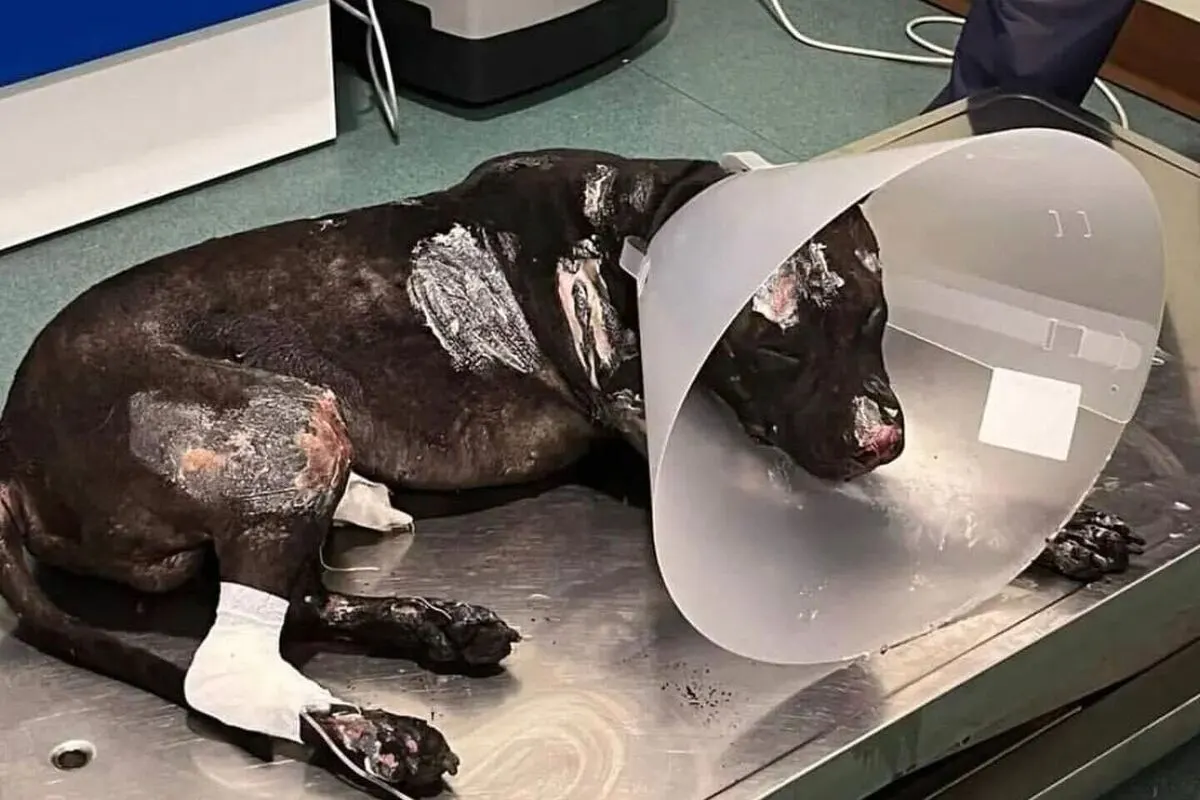 Palermo IT - Pitbull vom eigenen Besitzer angezündet