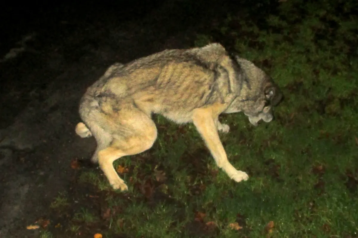 Bremerhaven - Streunenden Hund gefunden