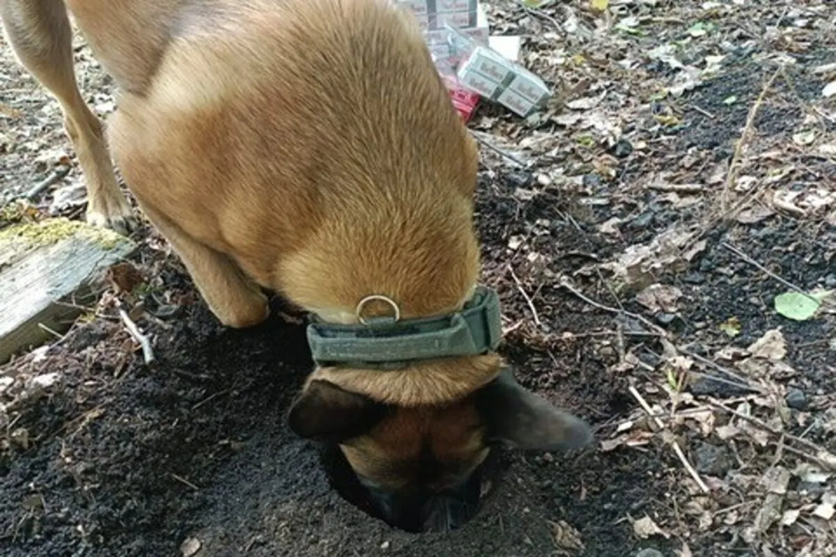 Zollhund "Dara" erschnüffelt 10.800 Schmuggelzigaretten in Berlin 