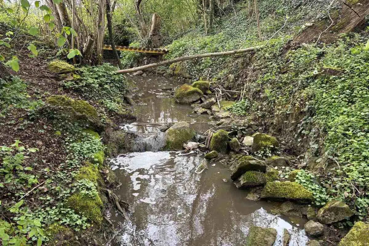 Fischsterben in Roggwil TG 