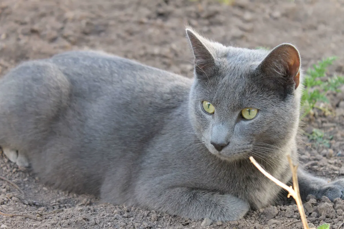 Katze wohl mutwillig geköpft - Zeugenaufruf