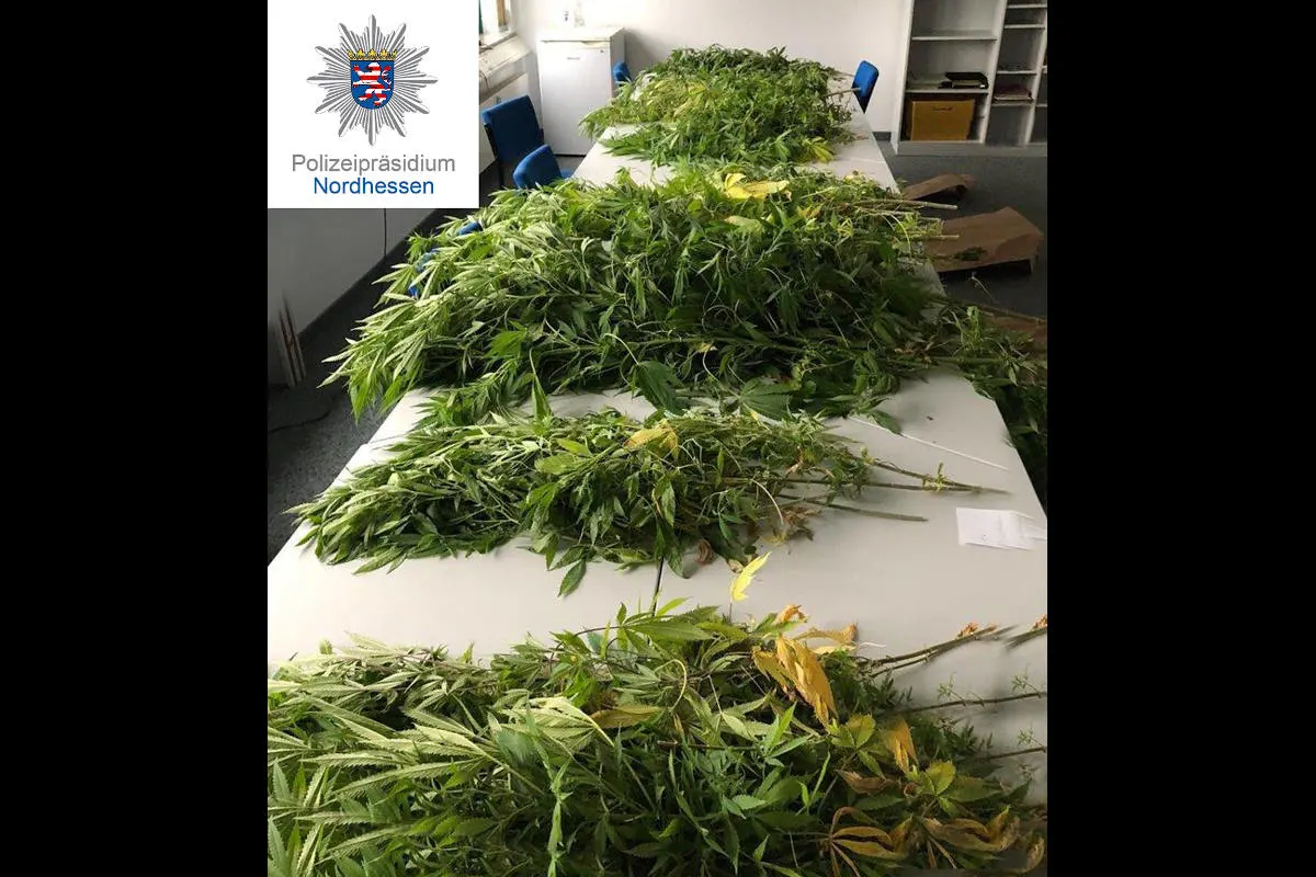 Kassel – Wohnungsdurchsuchungen führen zur Beschlagnahme von 44 Cannabispflanzen und Betäubungsmitteln