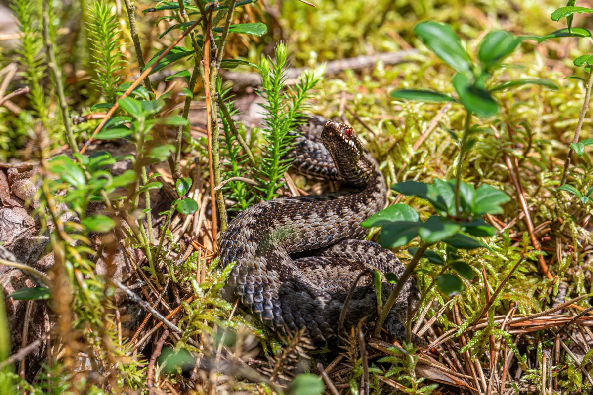 Eine schwarz-graue Schlange windet sich auf einem moosigen Waldboden, umgeben von kleinen Pflanzen und Nadeln.