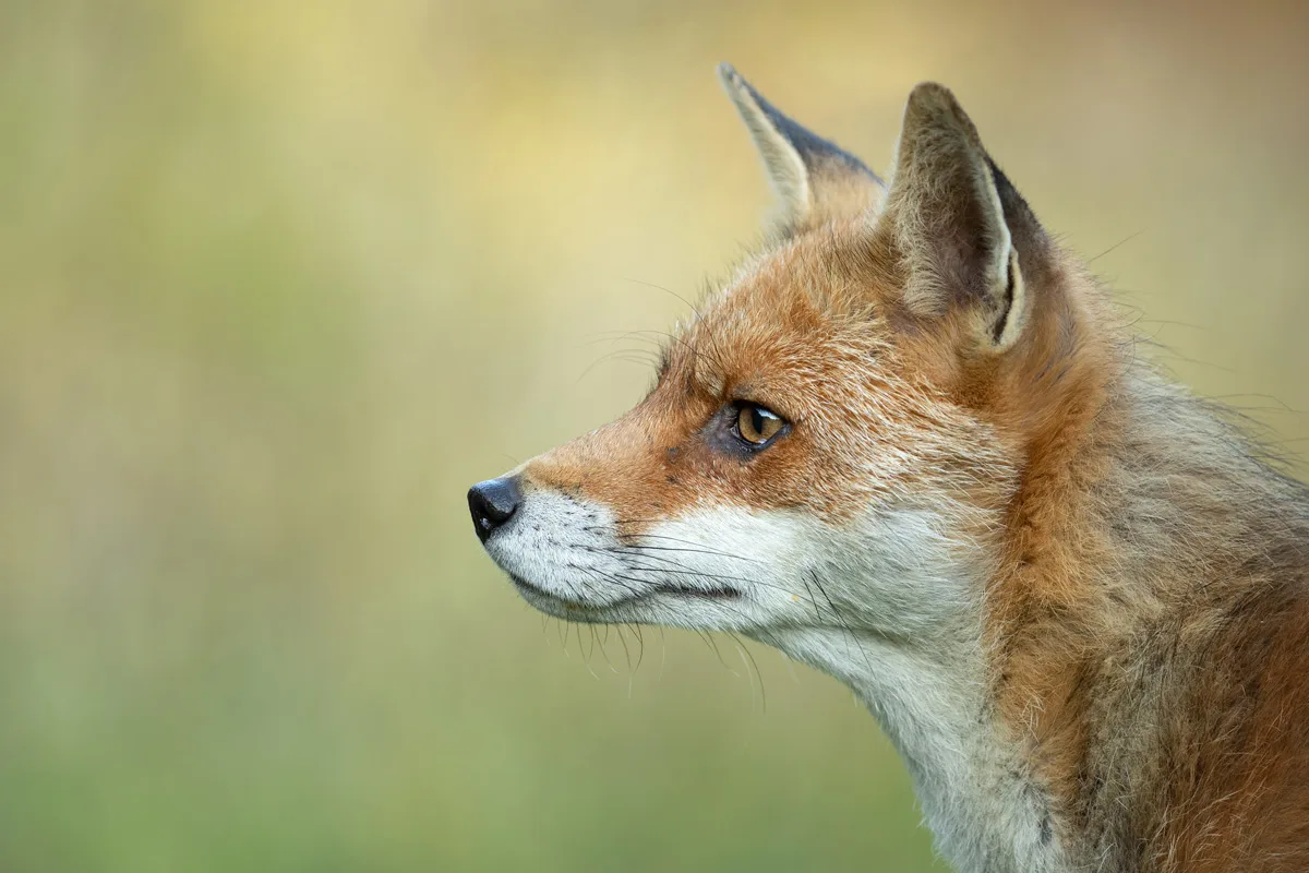 Northeim – Fuchs beißt Kind im Stadtgebiet