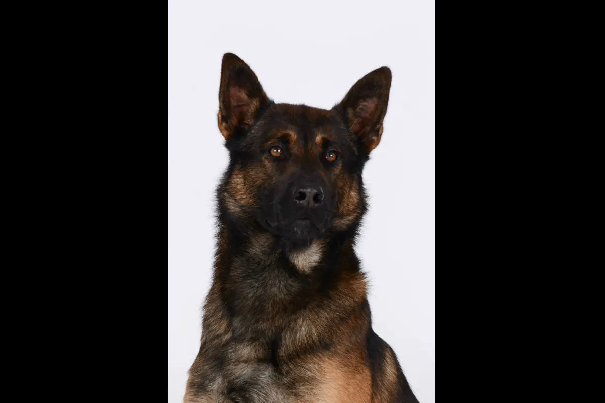 Grabs SG - Polizeihund "Zen" fasst mutmasslichen Dieb