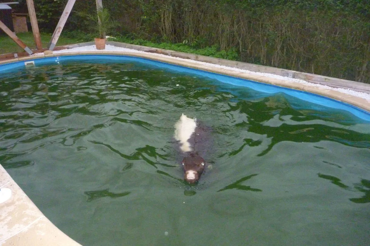 Tann/Schlitzenhausen – Freischwimmer für Kälbchen