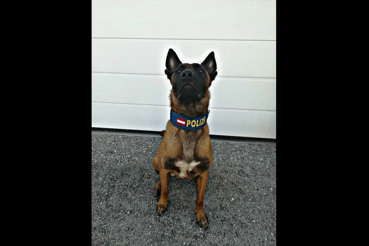 Wien - Polizeihund "Loris" beweist gute Spürnase