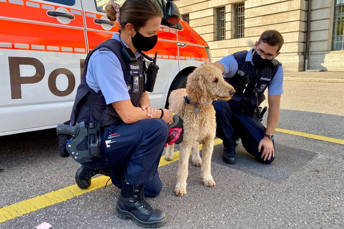 Hundediebstahl in Zürich - (Update) Pudeldame "Cannelle" ist wieder bei seinem Besitzer!