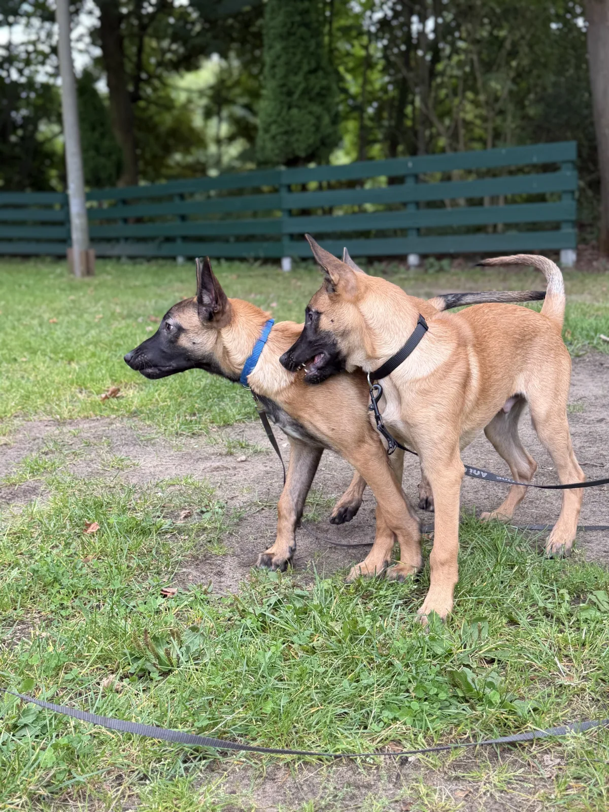 Zwei mittelgroße Hunde stehen auf einer grünen Wiese mit Halsbändern an der Leine. Im Hintergrund ist ein Zaun sichtbar.