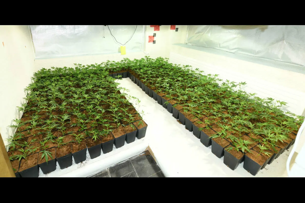 Grub/Wald AR - Indoor-Hanfplantagen sichergestellt