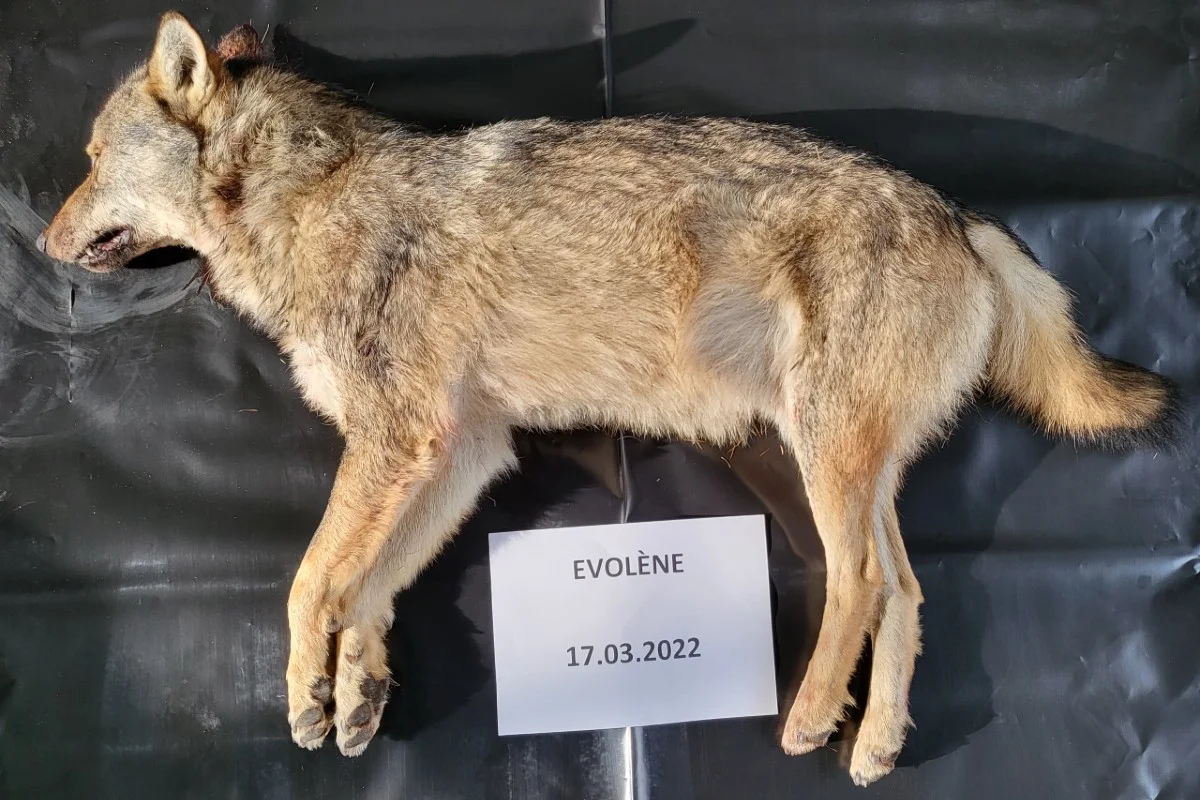 Rudel im Val d’Hérens - Zweiter Wolf erlegt