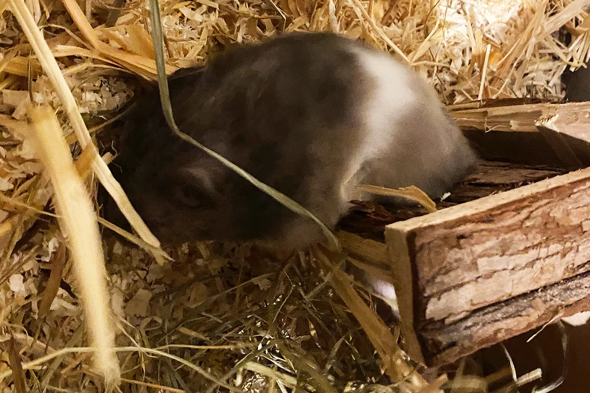 München BY – Feuerwehr befreit Hamster