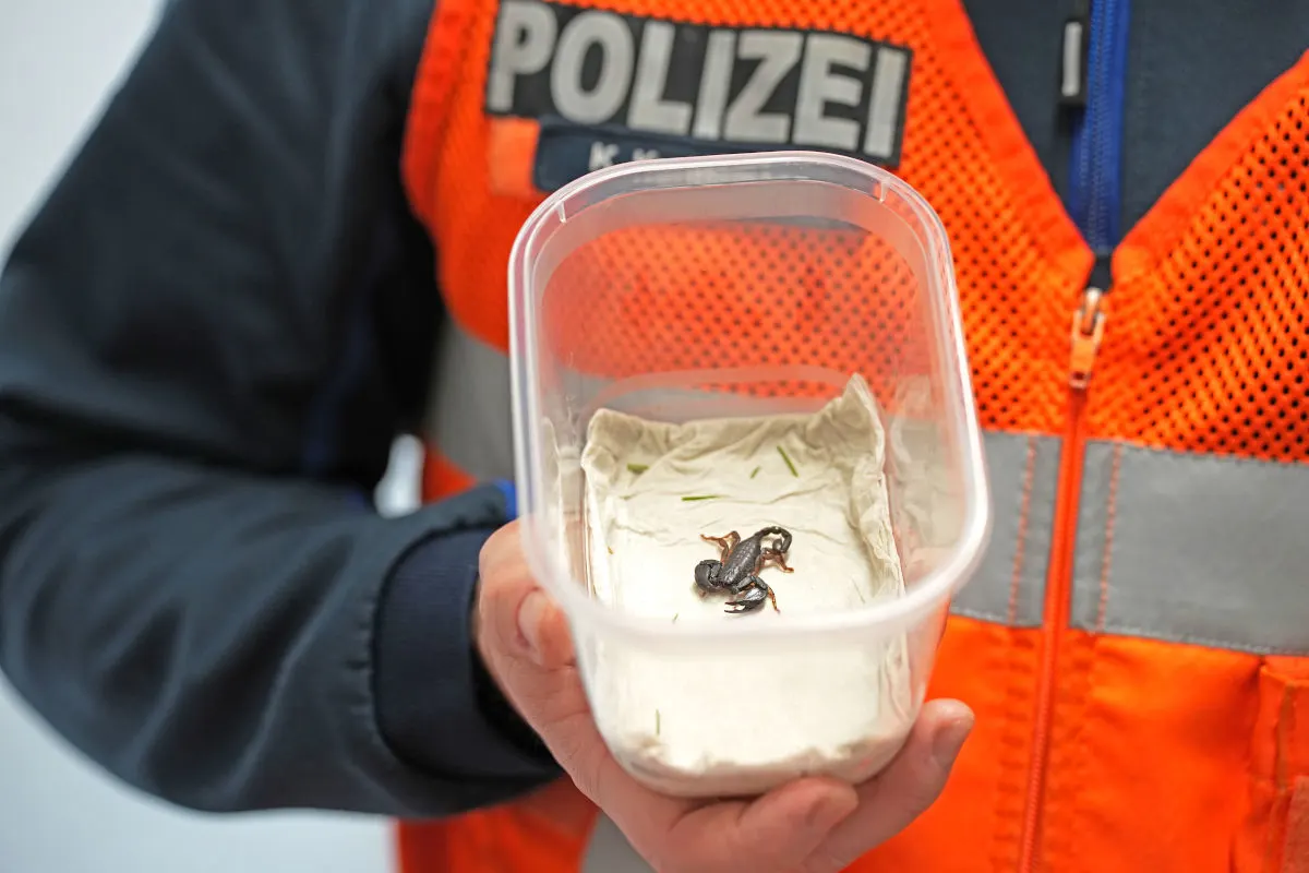 Chur GR – Bewohnerin ruft Polizei wegen Skorpion