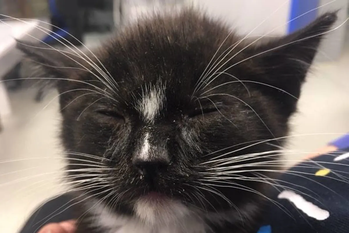 Lübeck – Verletztes Katzenbaby auf Parkplatz ausgesetzt - Zeugen gesucht