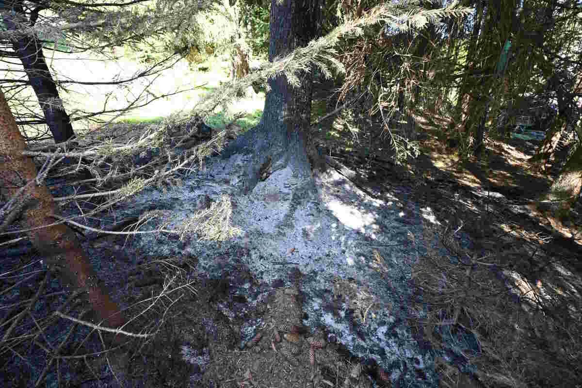 Ein Baumstamm, umgeben von Ästen und mit weißem Pulver am Boden, ist in einem Waldgebiet sichtbar. Die Szene ist von Schatten und Licht durchbrochen.