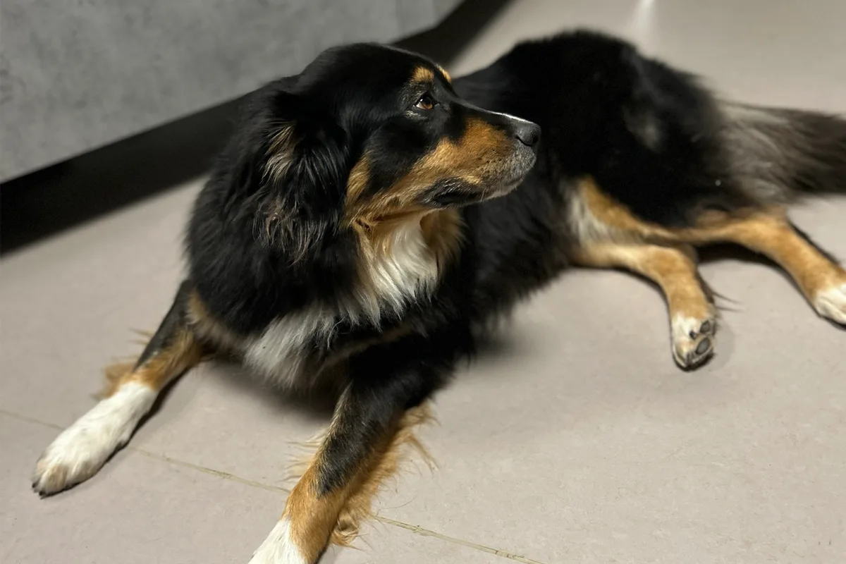 Wintersheim RP – Polizei sucht Besitzer von zugelaufenem Hund