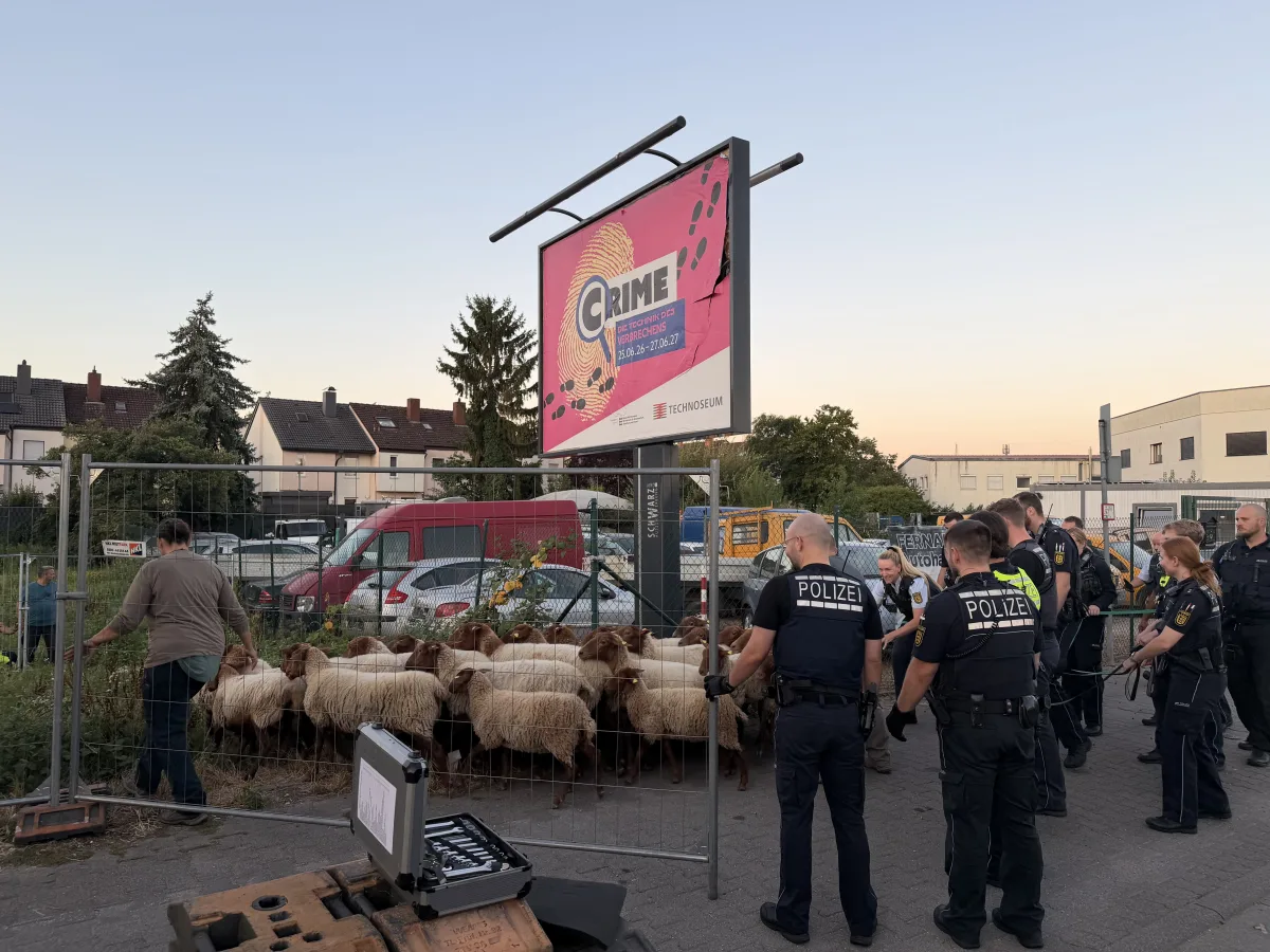 Mehrere Polizisten stehen vor einem Gehege mit Schafen, während die Sonne untergeht. Im Hintergrund sind Wohnhäuser und Autos zu sehen.