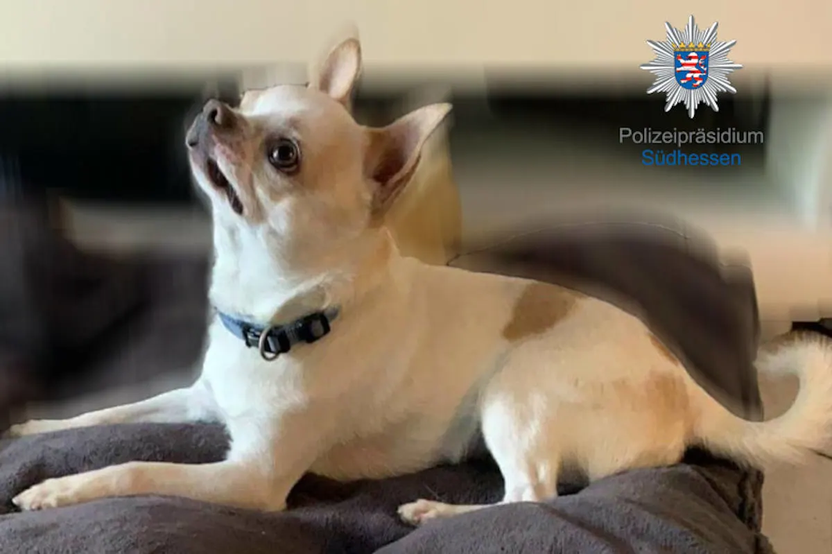 Bischofsheim – Chihuahua-Rüde "Spiky" gestohlen