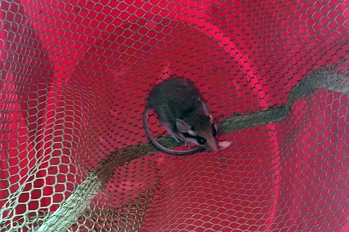 Trier- Wüstenspringmaus auf Abwegen