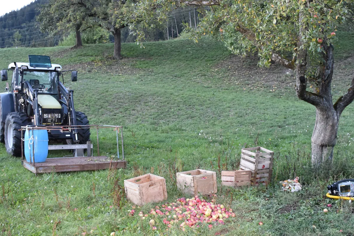 Scharans GR - Sturz beim Äpfelpflücken