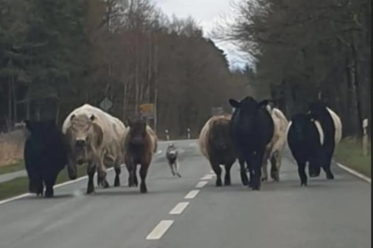 Faßberg – Mutmaßlicher Wolf versetzt Rinder in Angst und Schrecken