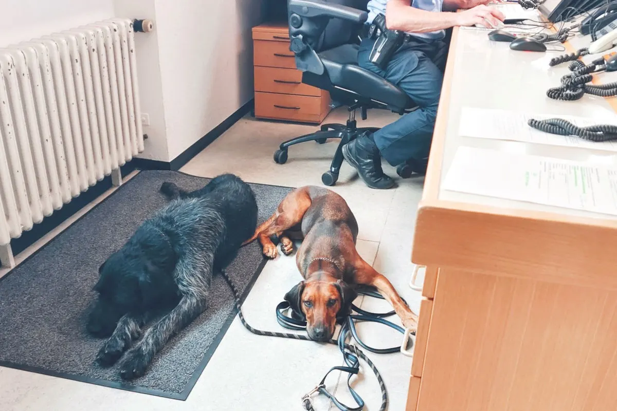 Zwei Hunde liegen auf einem Teppich in einem Büro. Ein Polizist sitzt am Schreibtisch.