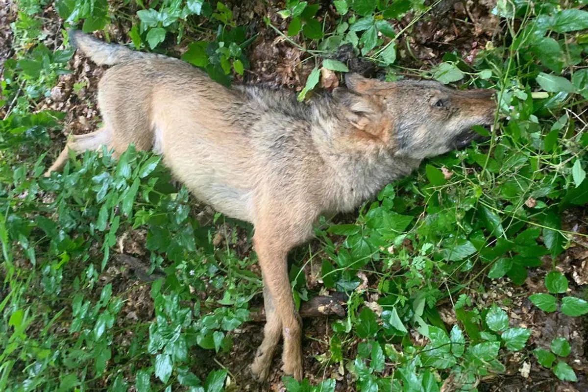 Stübeckshorn - Wolf von Pkw erfasst und getötet