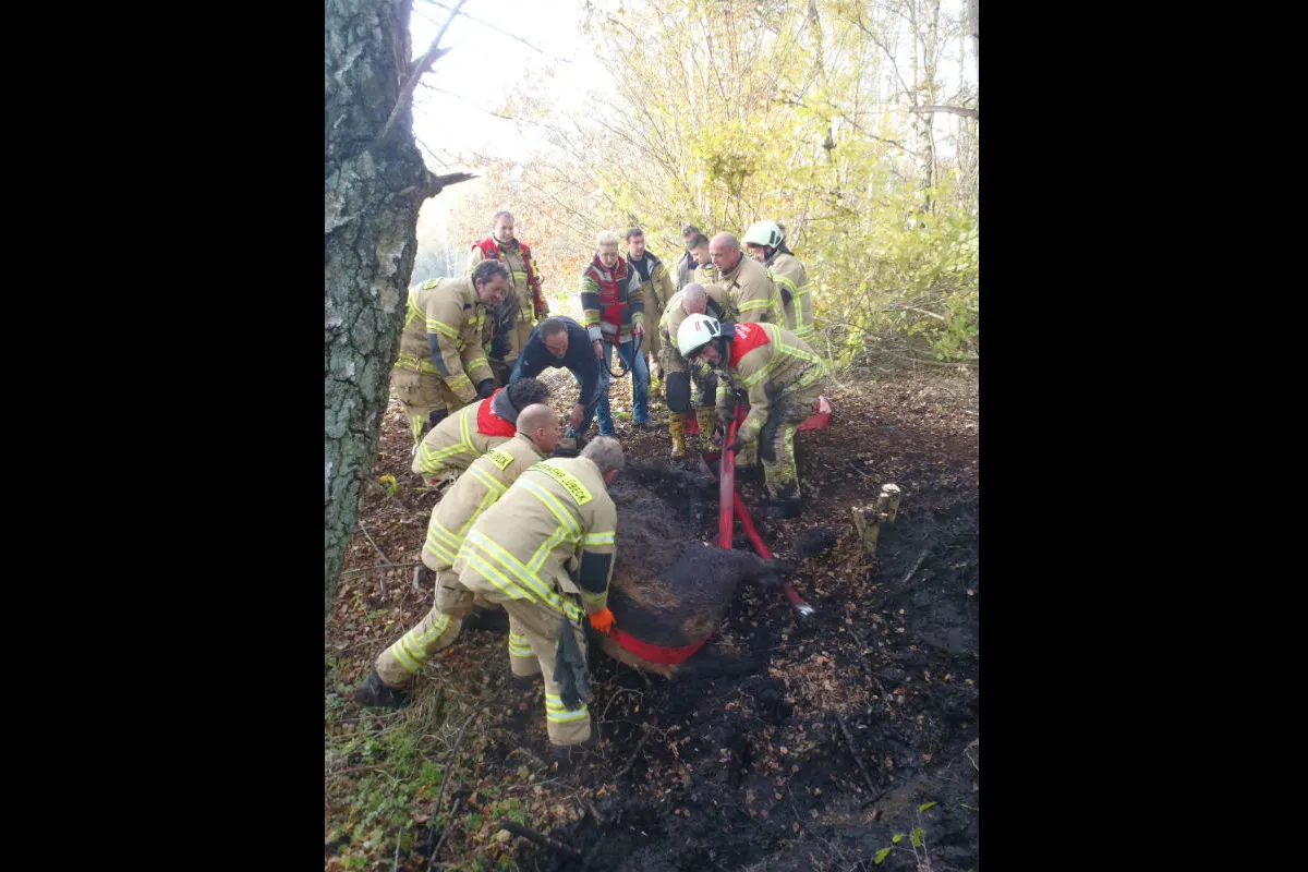 Vier eingesunkene Pferde aus dem Herrenmoor gerettet