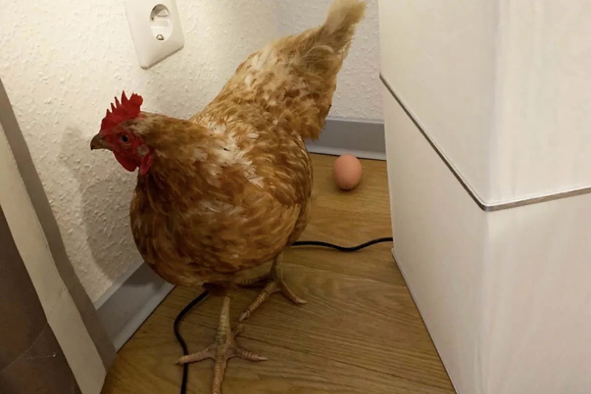 Herne - Huhn begeht Hausfriedensbruch und legt ein Ei!