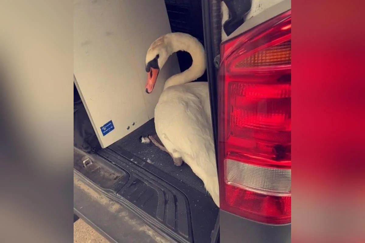 Trier – Verletzter Schwan schwimmt wieder