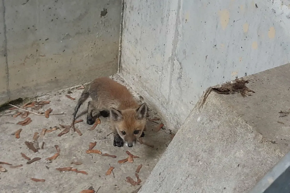 Bundespolizisten retten Fuchs