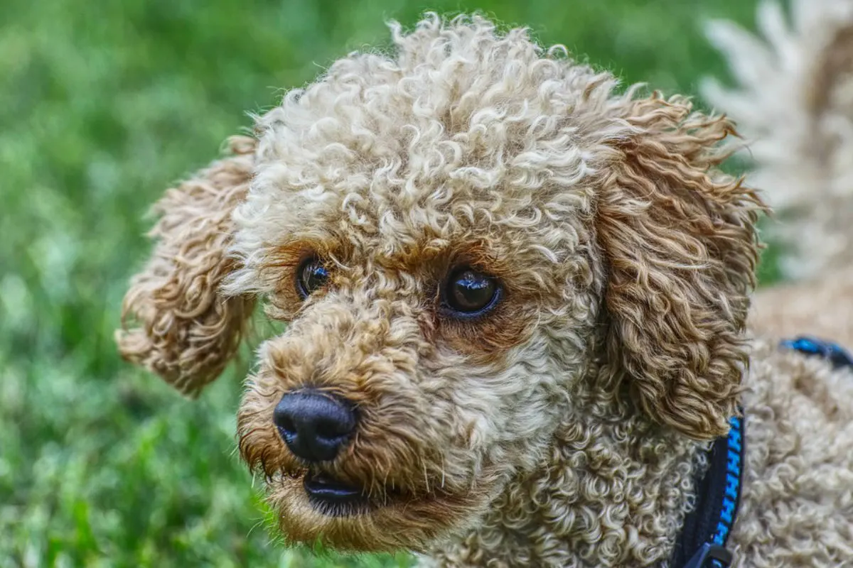 Pudel von Hund gebissen und getötet - Zeugenaufruf