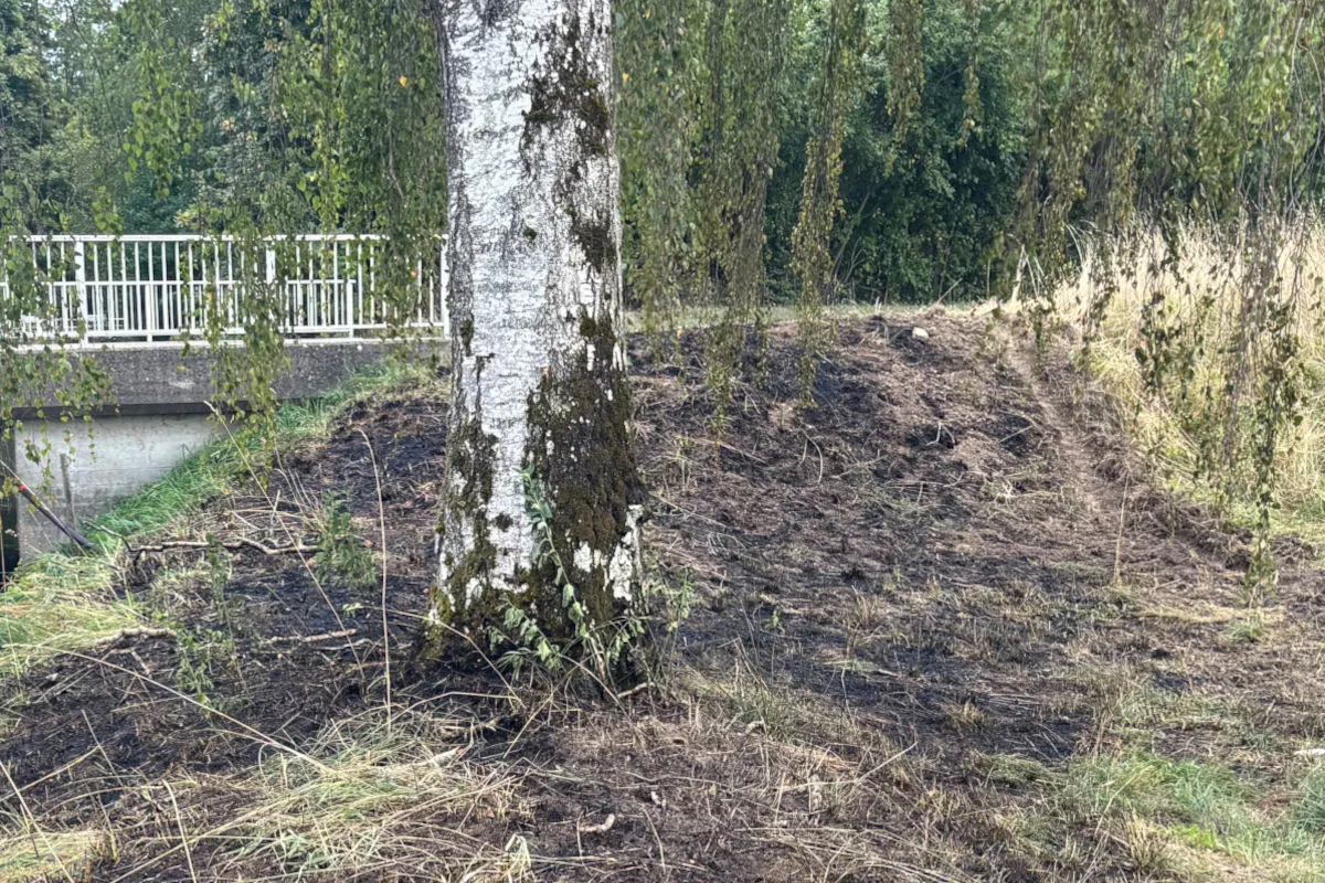 Ein Baum steht auf einem verbrannten Hang neben einer Brücke, die auf der linken Seite zu sehen ist. Das Gras um den Baum ist verkohlt.