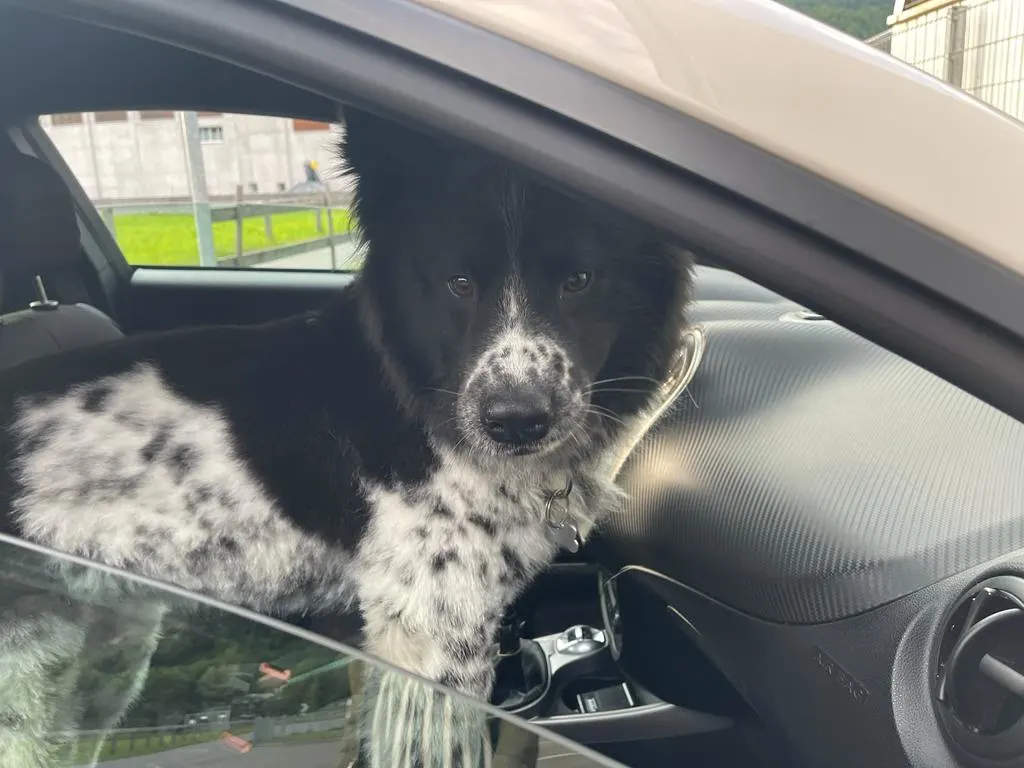 Gesunder Menschenverstand bei Hitze walten lassen - Hunde gehören nicht ins Auto