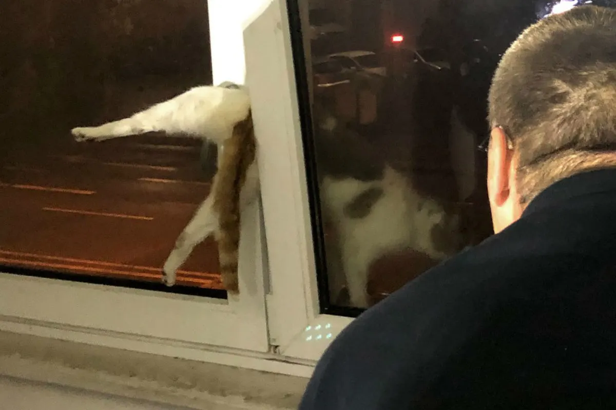 Bremerhaven - Katze im Fenster eingeklemmt