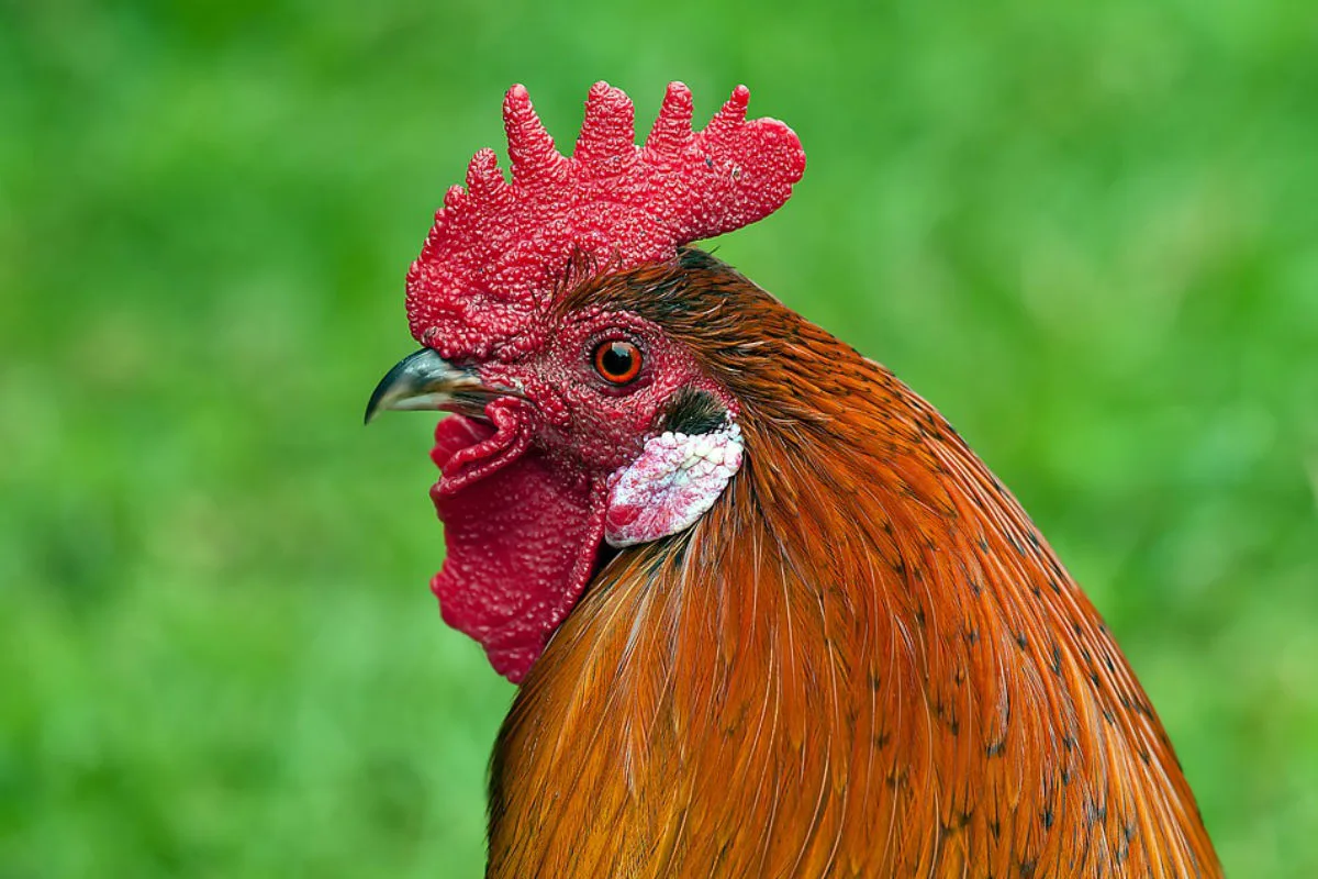 Hahn mit Farbkugeln beschossen - Zeugenaufruf